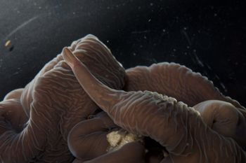 Media type: image;   Invertebrate Zoology 60886
